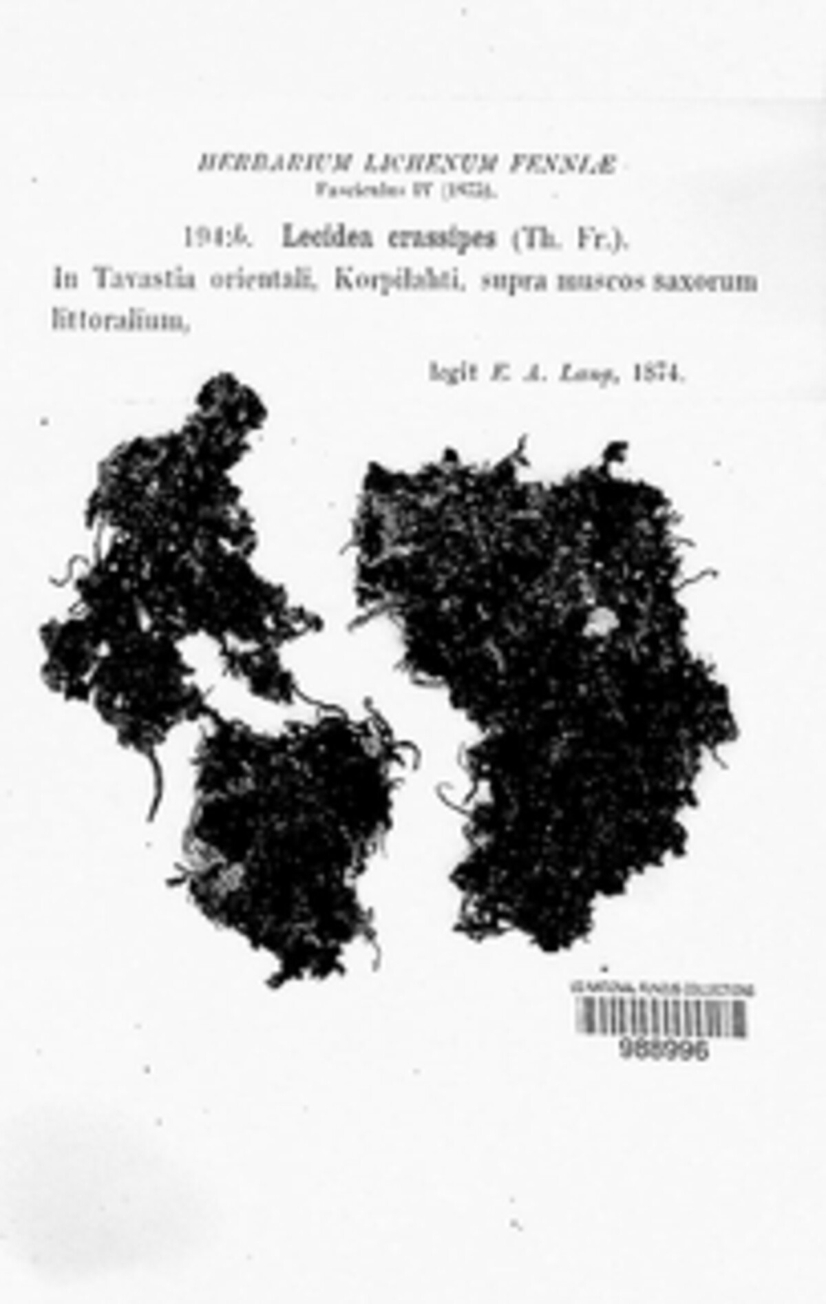 Helocarpon crassipes image